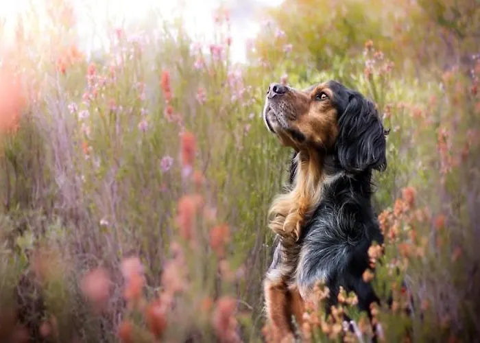 Dom wakacyjny Half Of A Home, Large Garden, Terrace